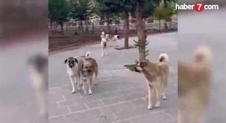 Şanlıurfa&rsquo;da sahipsiz hayvanlar bakımevlerine alındı