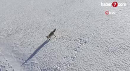 Adilcevaz'da tilkinin dron ile imtihanı