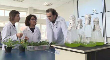 Ay ve Mars toprağında domates yetiştirme deneyi