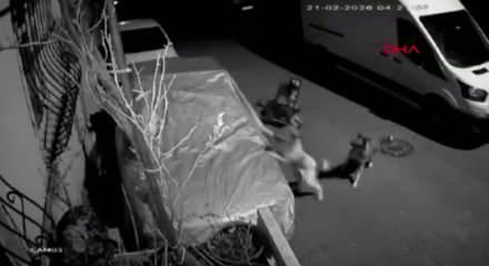 Başakşehir ve Beylikd&uuml;z&uuml;&rsquo;nde sokak k&ouml;peklerinin saldırısı kamerada