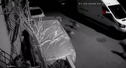 Başıboş k&ouml;pek dehşeti kamerada: Kediyi par&ccedil;aladılar