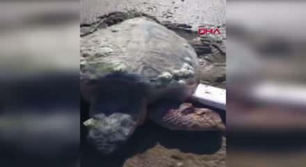&Ccedil;anakkale'de sahilde hareketsiz bulunan caretta carettalar hayata tekrar tutundu
