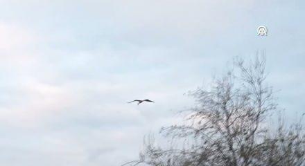 Eşi Nazlı sanılmıştı, Yaren &ccedil;ıktı: 15. yılında da Adem amcanın kayığına kondu