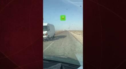 Fas'ta milyonlarca &ccedil;ekirge otoyolu istila etti