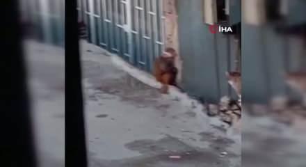 Fikirtepe'de bulundurulması yasaklı maymun t&uuml;r&uuml; yakalandı