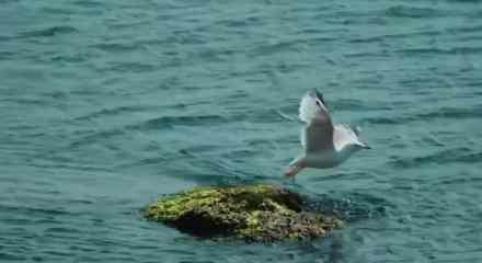 Mavi vatana yeni savunma g&uuml;c&uuml; Sancar SİDA mest etti