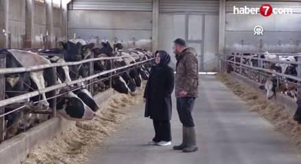 Ev hanımlığından dev &ccedil;iftlik sahipliğine: 900 b&uuml;y&uuml;kbaşla &uuml;retim yapıyor