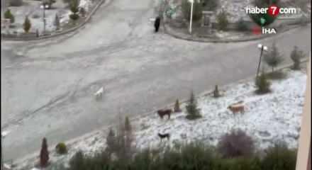 Kastamonu'da dehşet anları: Sokak k&ouml;pekleri kadın ve &ccedil;ocuklara saldırdı