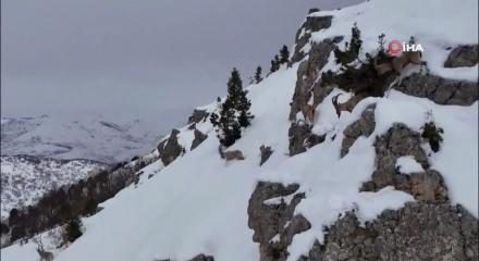 Kamera &ouml;yle bir g&ouml;r&uuml;nt&uuml; kaydetti ki! İzleyen tekrar tekrar oynattı