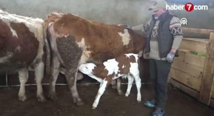 Plazalardan sıkıldı k&ouml;y&uuml;ne d&ouml;nd&uuml;: 40 hayvanla başladı servete b&ouml;yle ulaştı