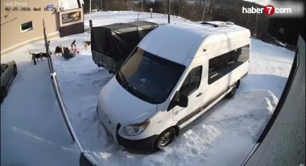 Rusya'da sokak k&ouml;peklerinin saldırısına uğrayan kadın kamyonun altına sığınarak kurtuldu