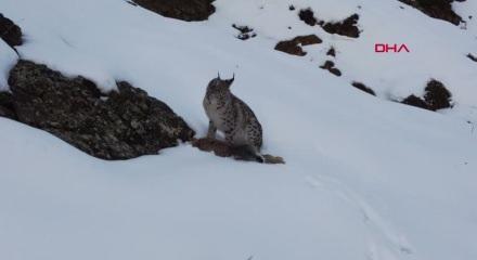 Vaşak, avlanırken g&ouml;r&uuml;nt&uuml;lendi