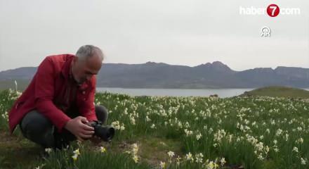 Adıyaman'da "baharın habercisi" nergisler &ccedil;i&ccedil;ek a&ccedil;tı