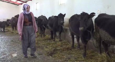 Devlet desteğiyle aldığı 15 hayvan 5 ayda 30&rsquo;a &ccedil;ıktı