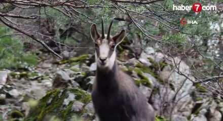 T&uuml;rkiye&rsquo;de en d&uuml;ş&uuml;k rakımda sadece G&uuml;m&uuml;şhane&rsquo;de g&ouml;r&uuml;l&uuml;yor