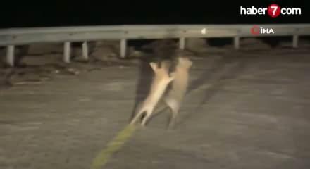 G&uuml;l&uuml;mseten g&ouml;r&uuml;nt&uuml; &Ccedil;anakkale'den: Tavşanlar kavgaya tutuştu 