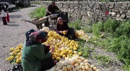 Dalında 20, kuruyunca 65 TL'den satılıyor