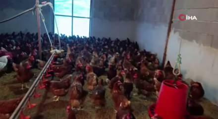 Ev kiraları şehirden ka&ccedil;ırdı, k&ouml;yde "gezen tavuk" &ccedil;iftliği kurdu