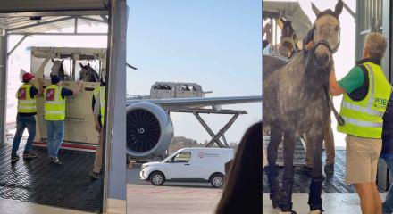 Katar&rsquo;da bulunan 147 yarış atı, savaştan etkilenmemeleri i&ccedil;in acilen tahliye edilmiş