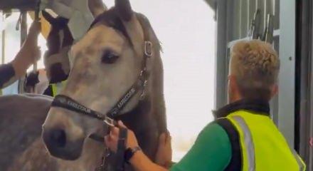 Mahsur kalan y&uuml;zlerce yarış atı Avrupa&rsquo;ya ulaştırıldı