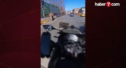 Motosiklet s&uuml;r&uuml;c&uuml;s&uuml;, başıboş k&ouml;pek saldırısına uğradı! O anlar kamerada