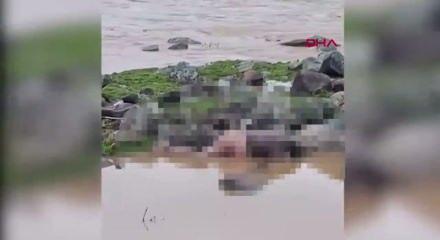 Şanlıurfa&rsquo;da derede erkek cesedi bulundu