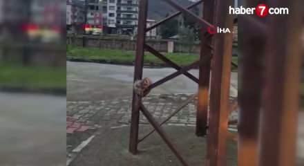 Sevimli baykuş sokak direğinde uyuya kaldı