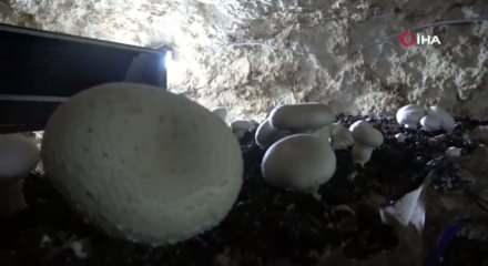 2 bin yıllık tarihi mağarada mantar &uuml;retim tesisi kurdu