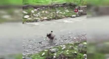 Siirt'te dereye d&uuml;şen buzağı polis tarafından kurtarıldı
