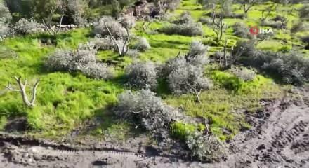 Aydın&rsquo;da akılalmaz &ouml;fke: Y&uuml;zlerce zeytin ve incir ağacını kestiler