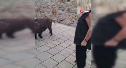 G&ouml;r&uuml;nt&uuml;ler Muğla'dan: Safiye Solmaz kapısına gelen domuzu besledi