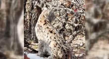 K&ouml;y&uuml;n i&ccedil;erisine giren vaşak g&ouml;r&uuml;nt&uuml;lendi