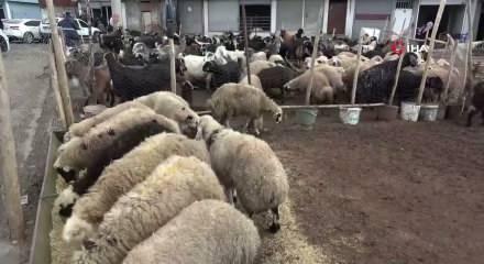 Kurbanlık piyasası hareketlendi: Fiyatlar netleşiyor
