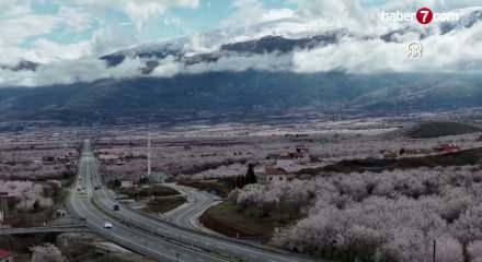 Malatya'da kayısı ağa&ccedil;ları, bembeyaz &ccedil;i&ccedil;ekleriyle adeta gelin gibi s&uuml;slendi