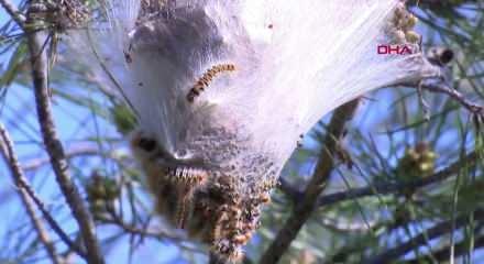  Ormanlarda sessiz tehlike; &ccedil;am kese tırtılı uyarısı