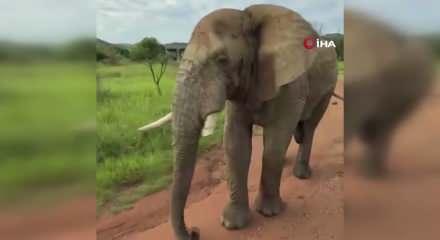 Safari turunda T&uuml;rk turistleri 5 tonluk fil kovaladı