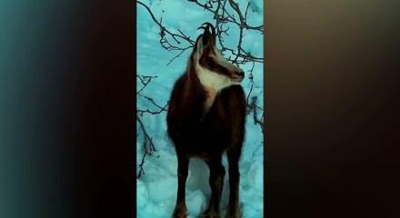 Tunceli kırsalı... Doğal yaşamda denklem değişiyor