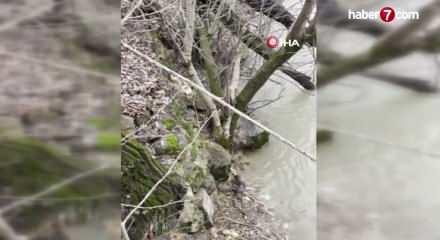 Tunceli'de kedi ile su samurunun neşeli saklamba&ccedil; oyunu kameraya yansıdı