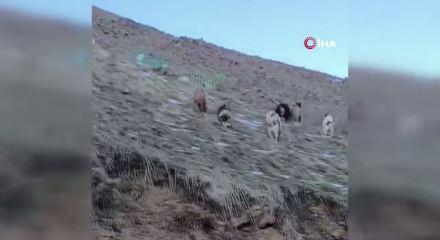 Yer: Hakkari! &Ccedil;oban k&ouml;pekleri ayıları kovaladı: İlgin&ccedil; anlar anbean kamerada
