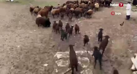 Ağrı'da kuzuların anneleri ile buluşması renkli anlara sahne oldu 