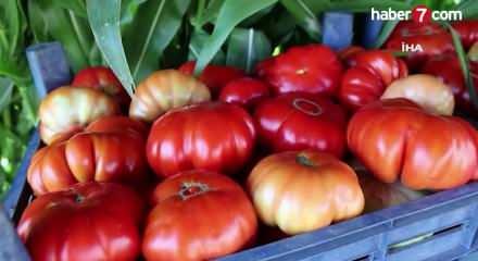 Akaryakıt zammı mutfağa vurdu: Sebze fiyatlarında sert artış