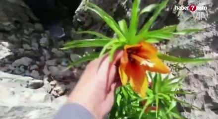 Bu laleleri g&ouml;zleri gibi koruyorlar
