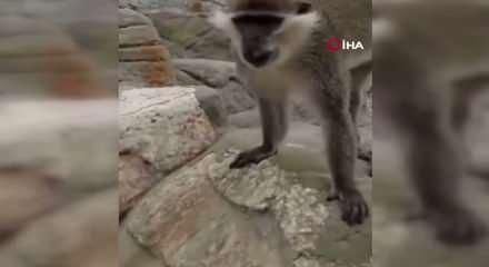 Denizli'de ka&ccedil;an maymun ormanlık alanda yakalanarak hayvanat bah&ccedil;esine g&ouml;nderildi