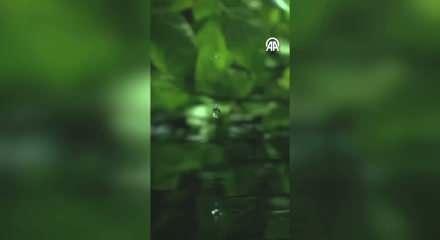 Emine Erdoğan'dan Uluslararası Sıfır Atık G&uuml;n&uuml; paylaşımı