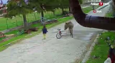 Evinin bah&ccedil;esinde oynayan k&uuml;&ccedil;&uuml;k kıza eşek saldırdı, ağabeyi sopayla kurtardı
