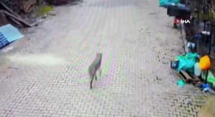 Feke'de yerleşim alanına inen kurt g&ouml;r&uuml;nt&uuml;lendi