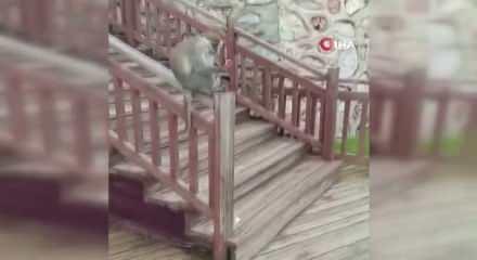 Ka&ccedil;ak maymun Denizli turuna &ccedil;ıktı