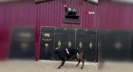 Heykeli ger&ccedil;ek sanıp ka&ccedil;tı: Tosunun şaşkınlığı sosyal medyada g&uuml;ndem oldu