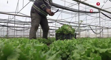 Tarlada ortalama 15 TL olan marul tezgahlarda 100 TL'ye satılıyor