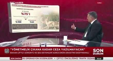 T&uuml;rkiye genelinde sokak hayvanlarının y&uuml;zde 75'i toplandı